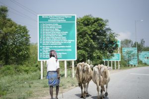 back shot of cattle with a man, taken from karnataka