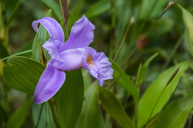 Blazing Purple Guaria Morada