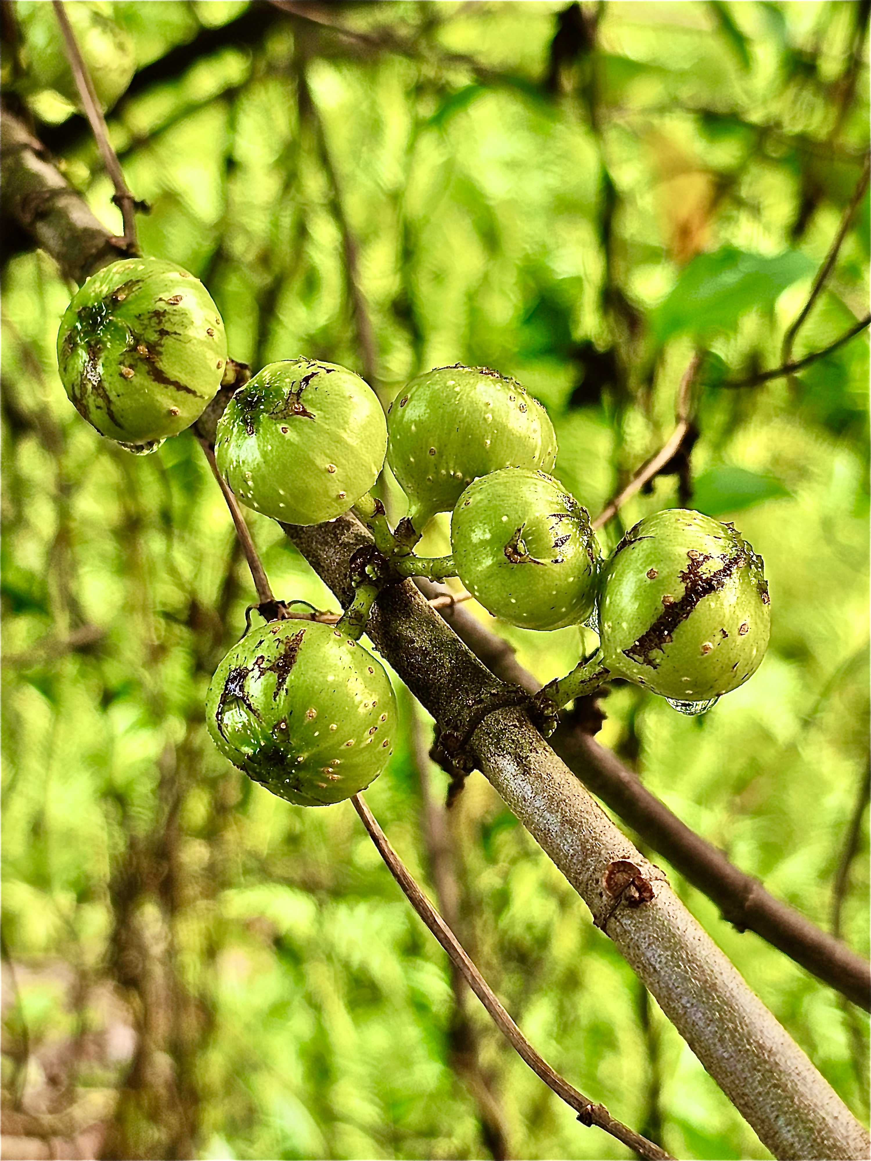 Figs of Ficus botryocarpa after heavy rains