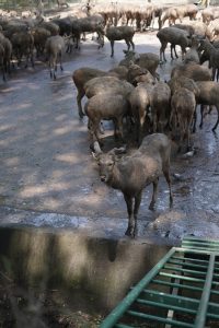 Deer at Thiruvananthapuram Zoo