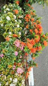 Ixora flower pink, red, and white. West Indian jasmine.