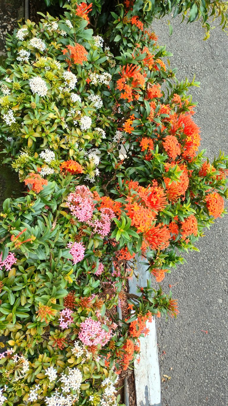 Ixora flower pink, red, and white. West Indian jasmine.