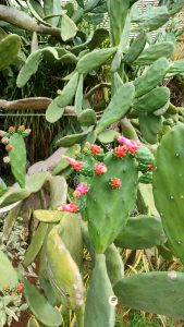 Pink Cactus flower bud in the garden.