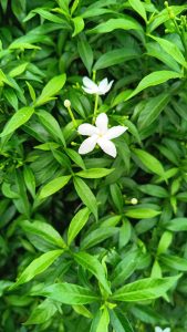 A close up pictures of White cape jasmine flowers and green leaves on it's bush #flower,#white,#green