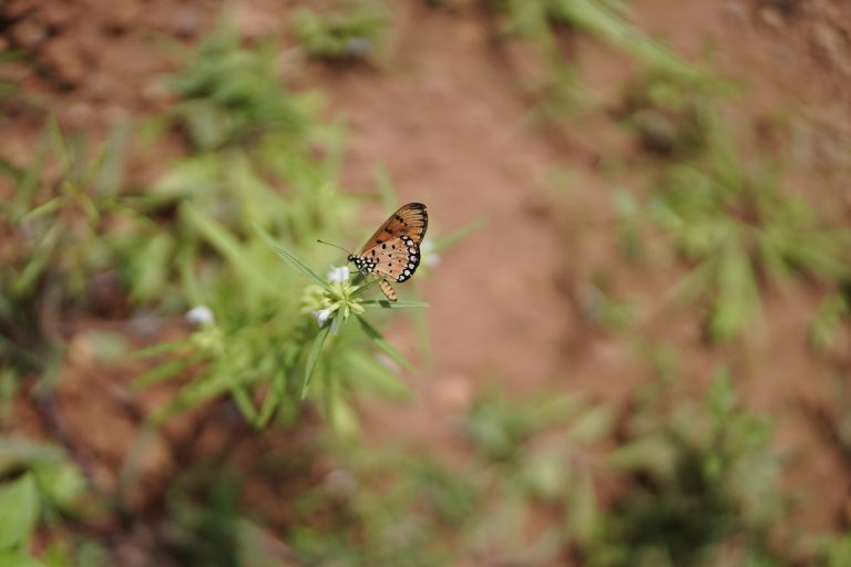 Butterfly sitting on a flower