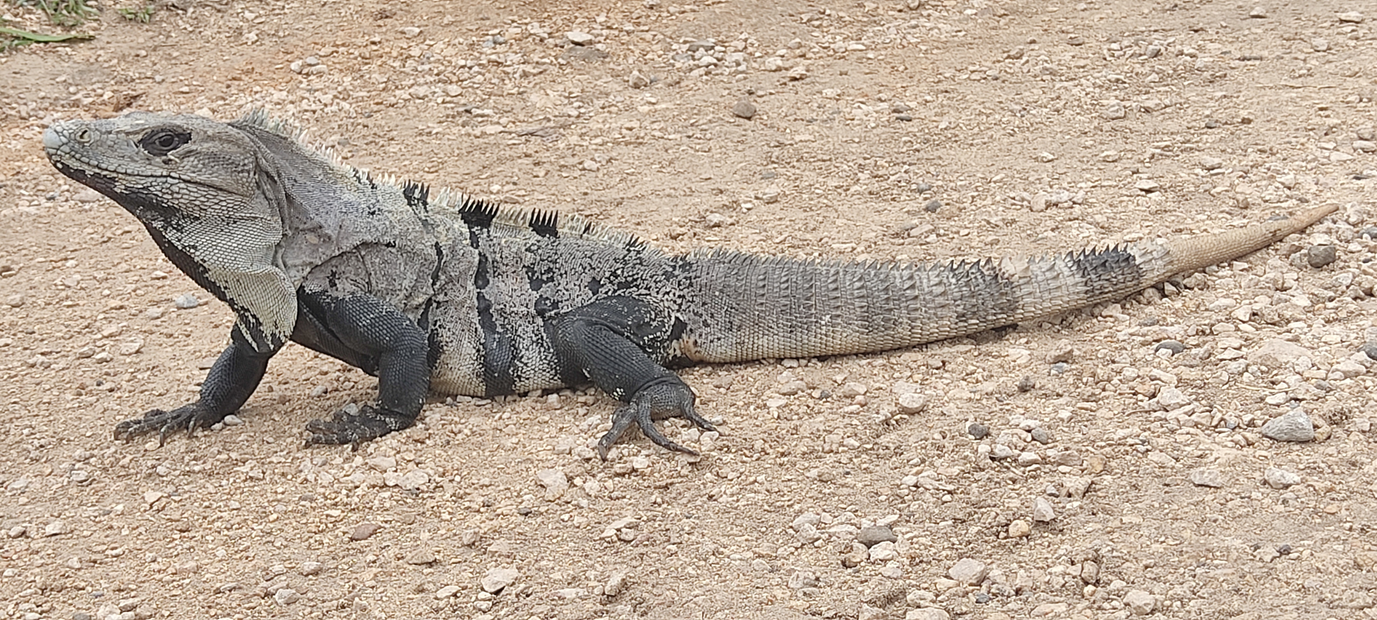 Iguane in Tulum archeological site