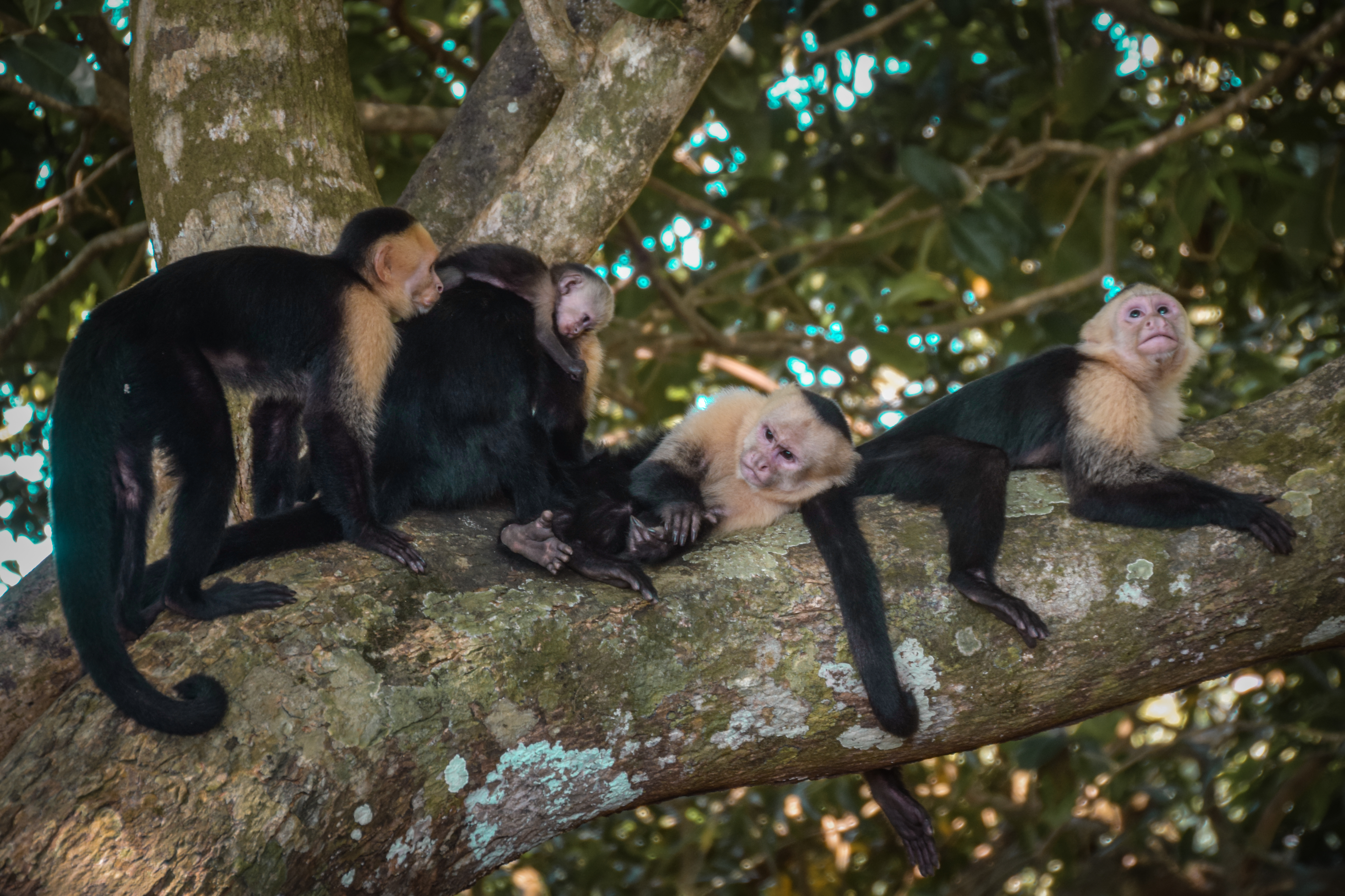 Manada de Monos Cariblancos, monkeys resting on a large tree branch.