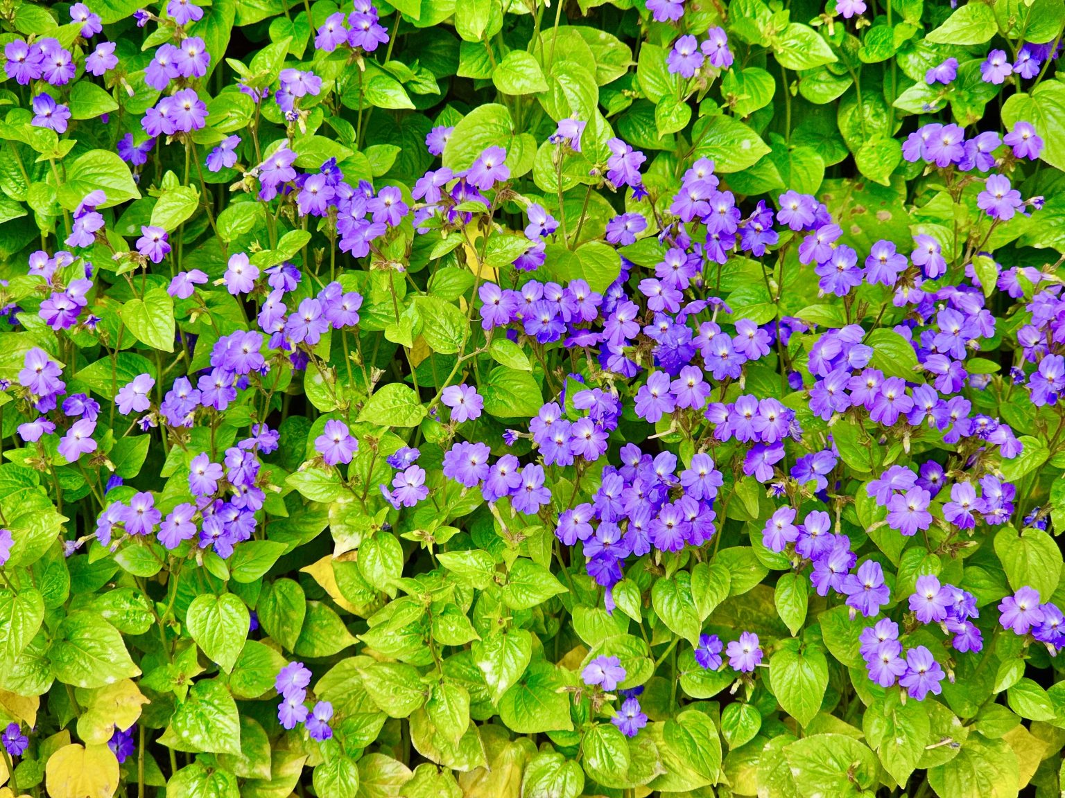 Violet Ice flowers from Ooty Botanical Garden