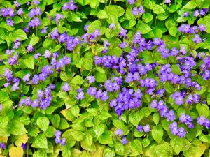 Violet Ice flowers from Ooty Botanical Garden