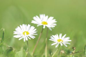 Flores sobre espa?o verde. Margaridas silvestres, daisies