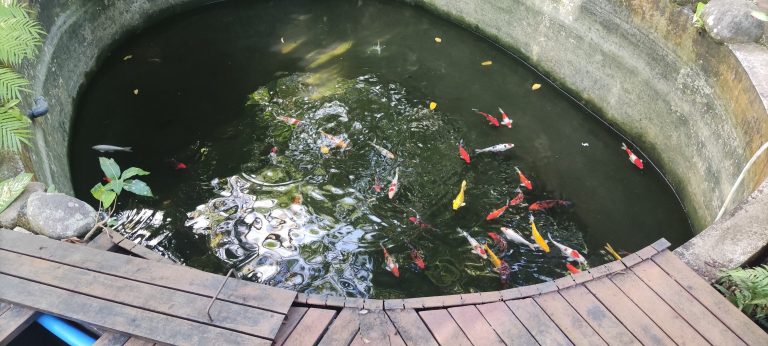 Koi Pond