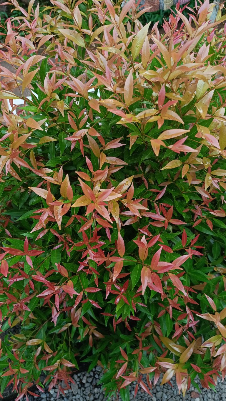 Plant with multi-colored leaves.