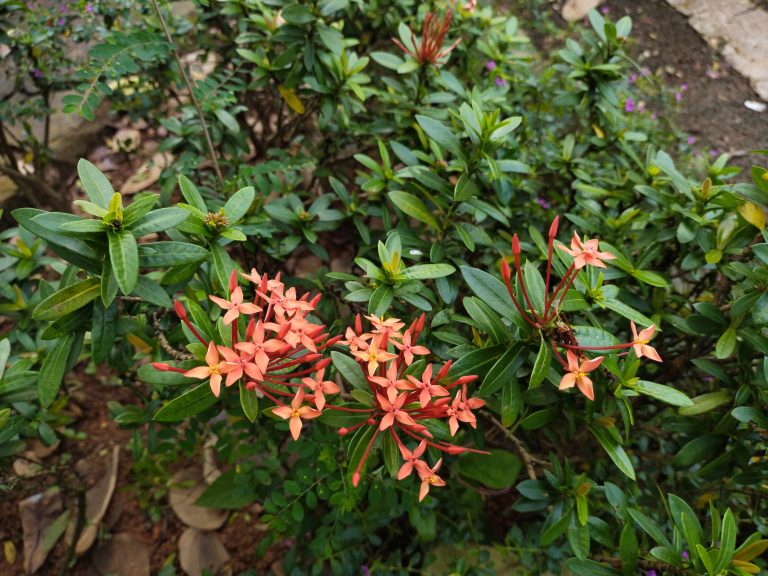 Ixora chinensis, also known as Chinese ixora or jungle geranium.