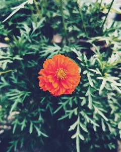An orange chrysanthemum
