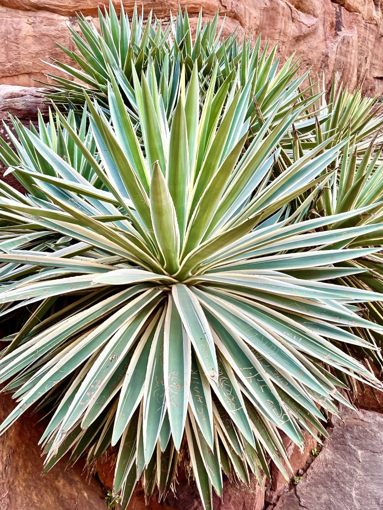 Agave Plants. Near to Badami Cave Temples, Karnataka, India