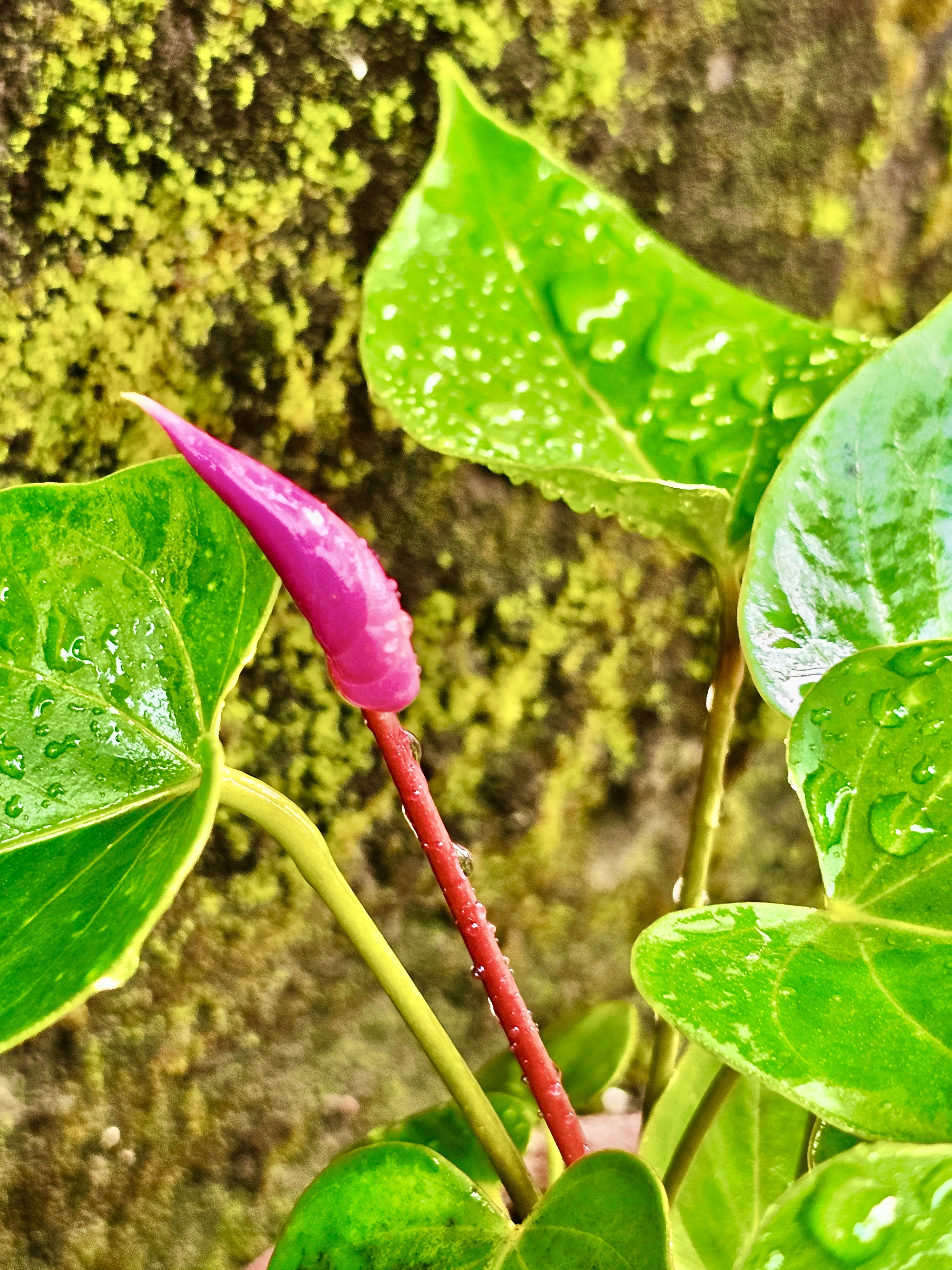 An anthurium plant after the rain. From our garden, Perumanna, Kozhikode, Kerala