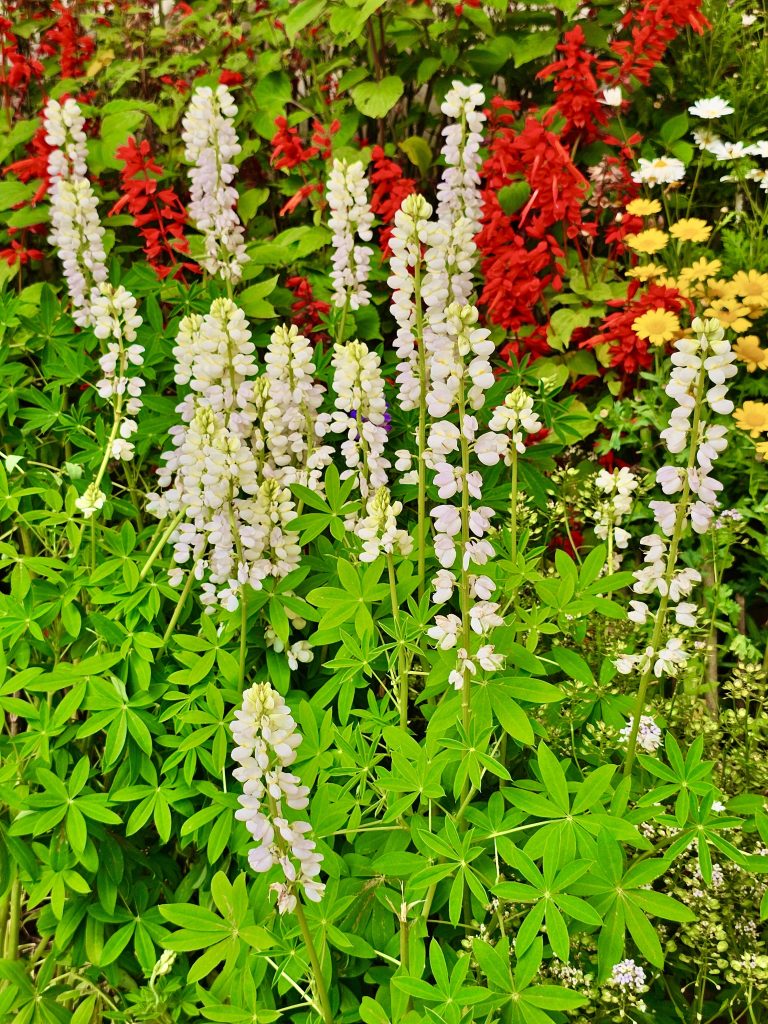 White Lupinus flowers. It’s commonly known as lupin or lupine. From Ooty Botanical Garden.