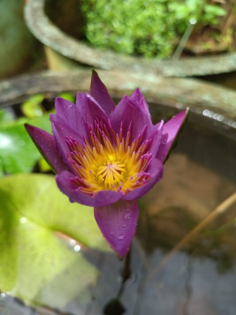 Focused on a Violet water-lilly flower known as Nymphaea capensis #flower,#violet-colour