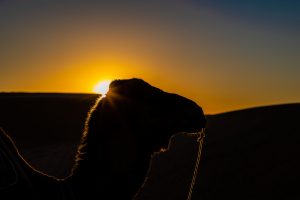 Silhouette of a Camel in the desert dunes.
