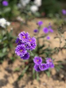 Purple flowers with yellow centers against a blurred background