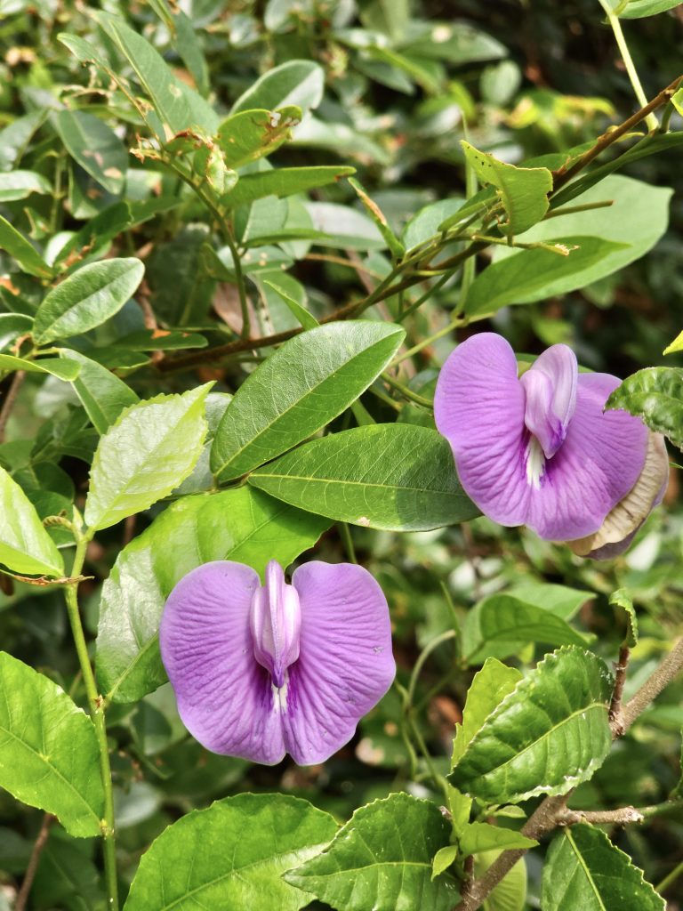 The twin blossoms of Centrosema, also known as the butterfly pea.