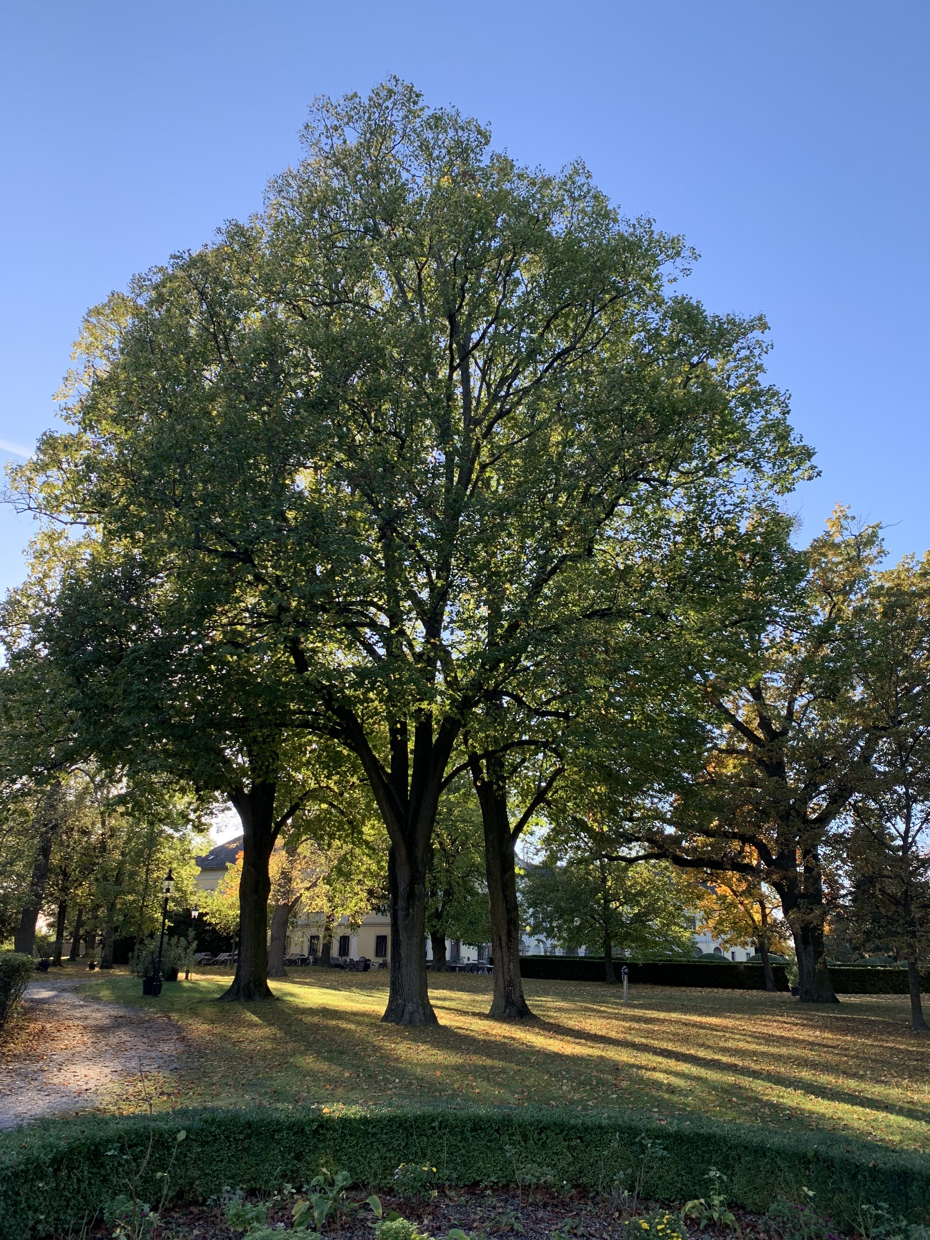 Park tree in Kittsee, Austria in autumn