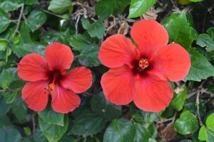 Twin red hibiscus flowers.