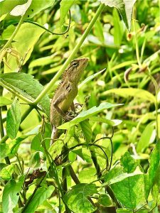 A Calotes versicolor. It is commonly called as the oriental garden lizard, eastern garden lizard, Indian garden lizard, common garden lizard, bloodsucker or changeable lizard. From Oorkkadavu, Kozhikode, Kerala.