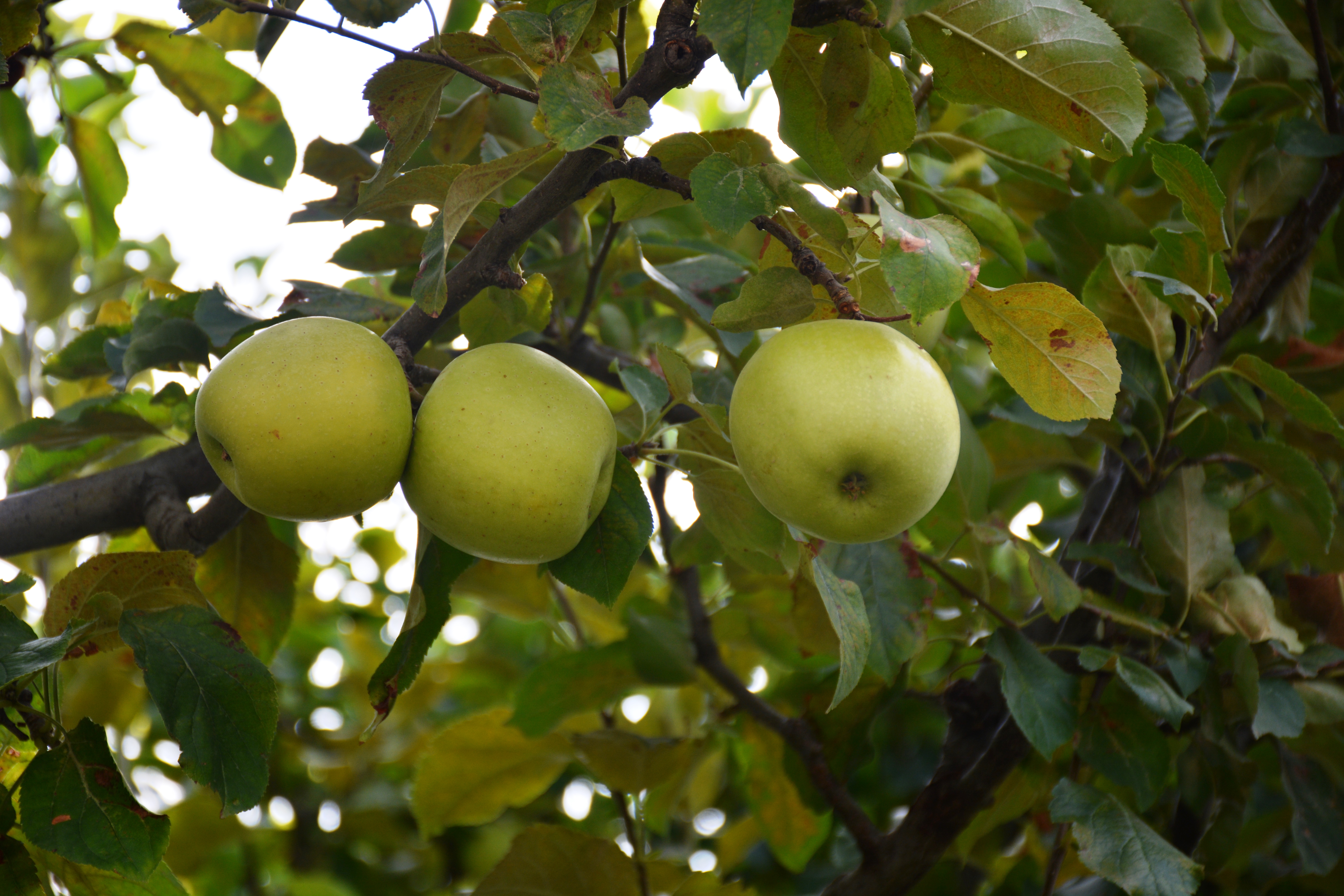 Three verdant apples dangling from the branches of an apple tree.