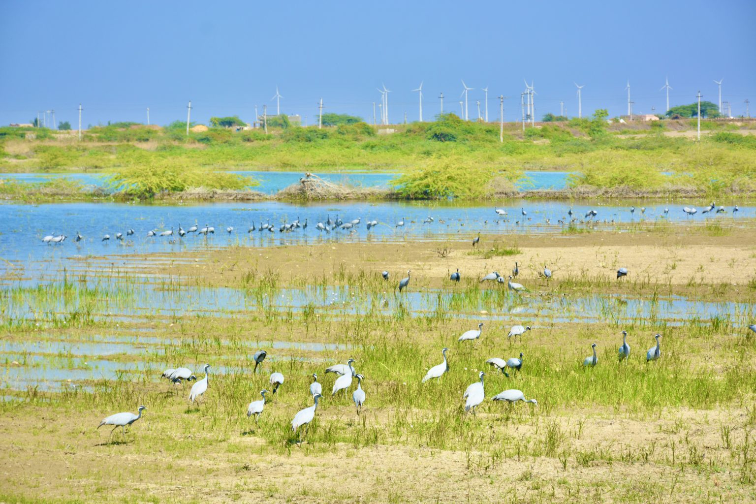 A big batch of common crane(Grus grus). It is also known as the Eurasian crane. From a wetland near to wind mills, Dwarka, Gujarat.