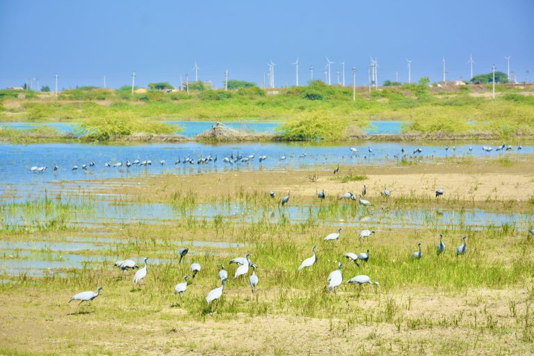 A big batch of common crane(Grus grus). It is also known as the Eurasian crane. From a wetland near to wind mills, Dwarka, Gujarat.