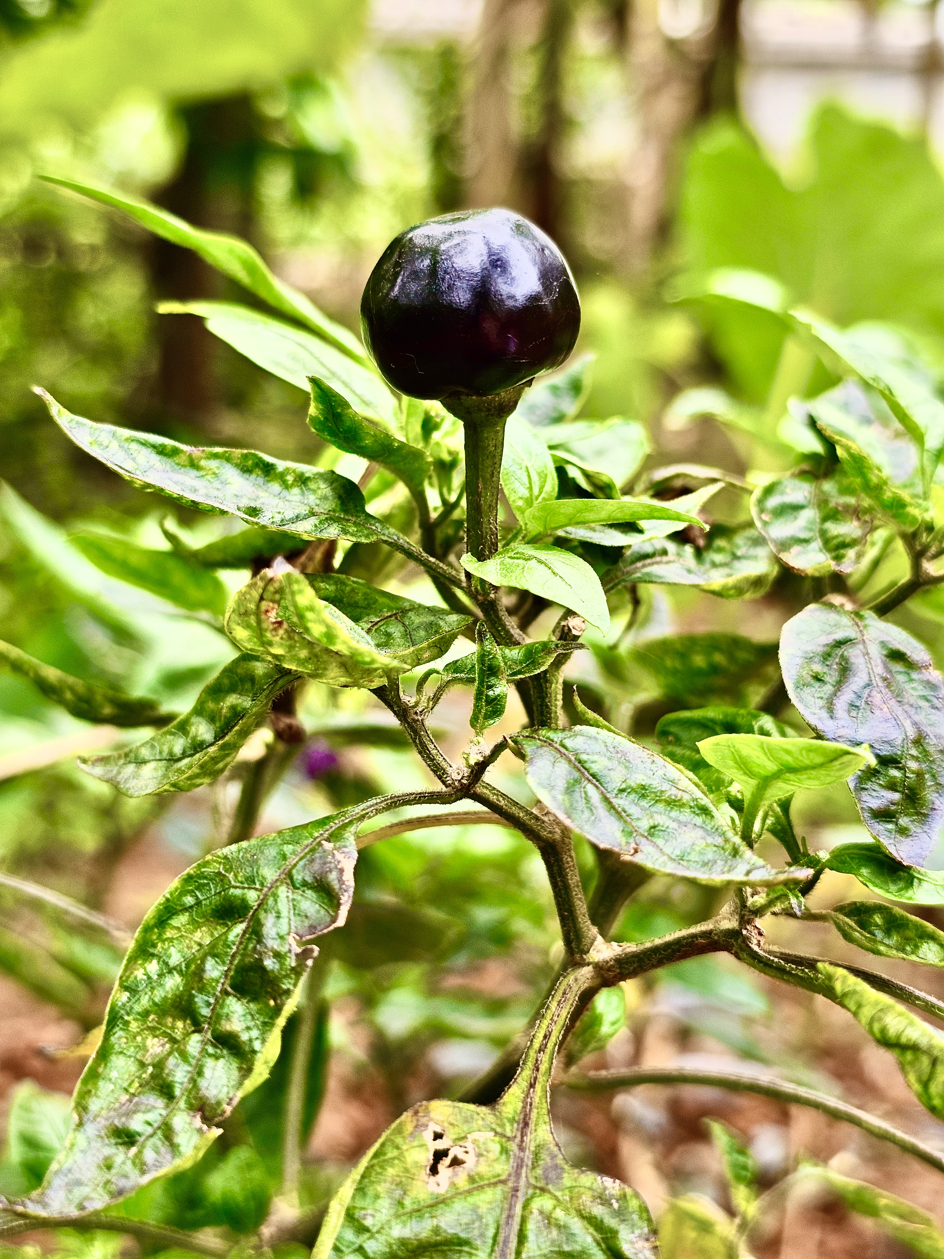 Round shaped chilli plant. From Nilambur, Malappuram, Kerala