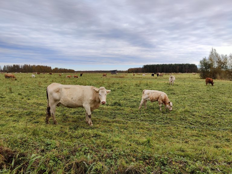 various cows speckle the landscape, with a dense treeline and a cloudy sky overhead providing a tranquil backdrop.