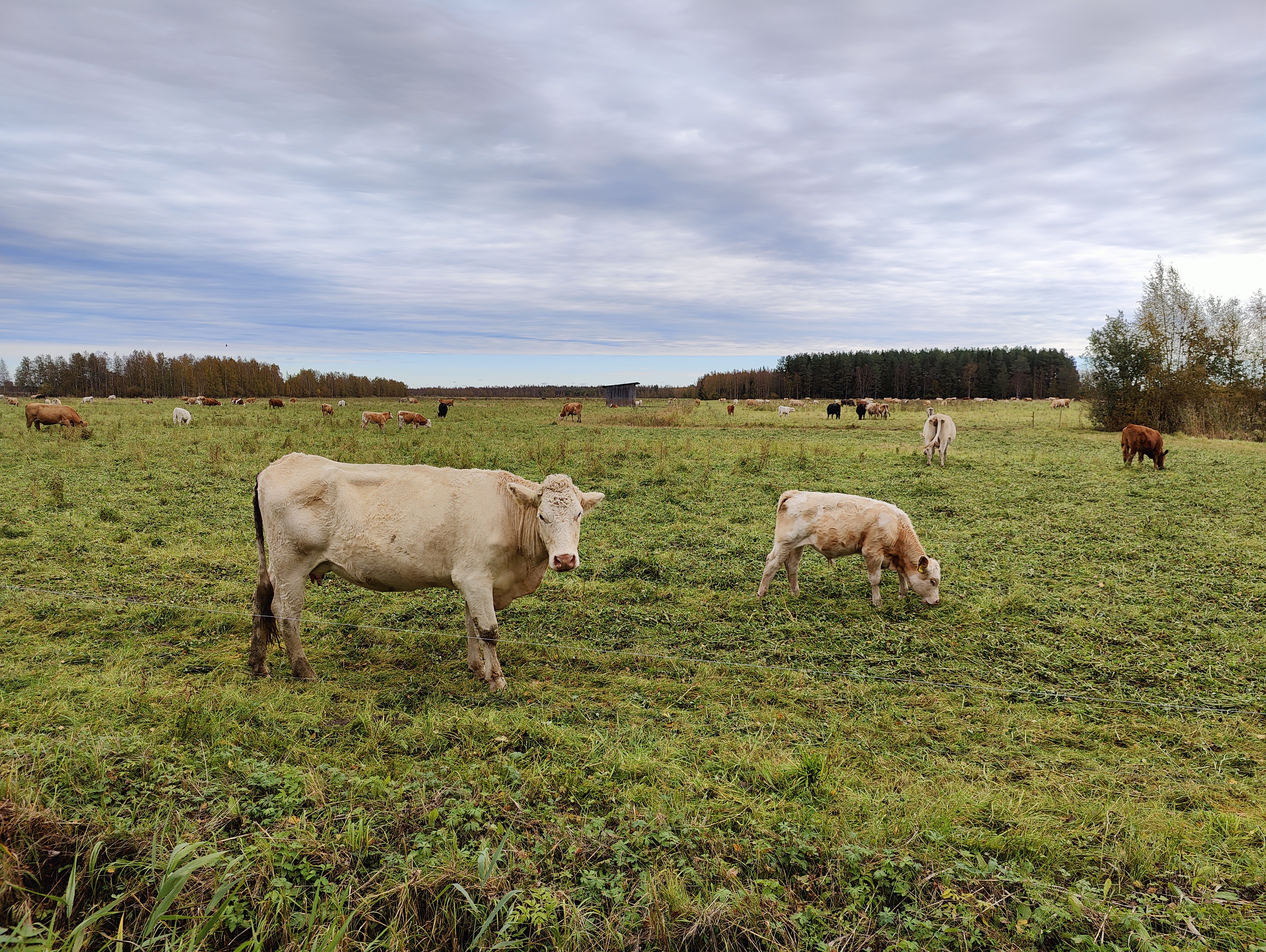  various cows speckle the landscape, with a dense treeline and a cloudy sky overhead providing a tranquil backdrop.