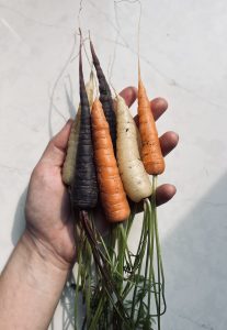 rainbow carrots from garden held in hand