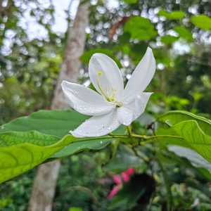 Mandhara ( Bahuhinia accuminata) flower with due drops during the morning. 