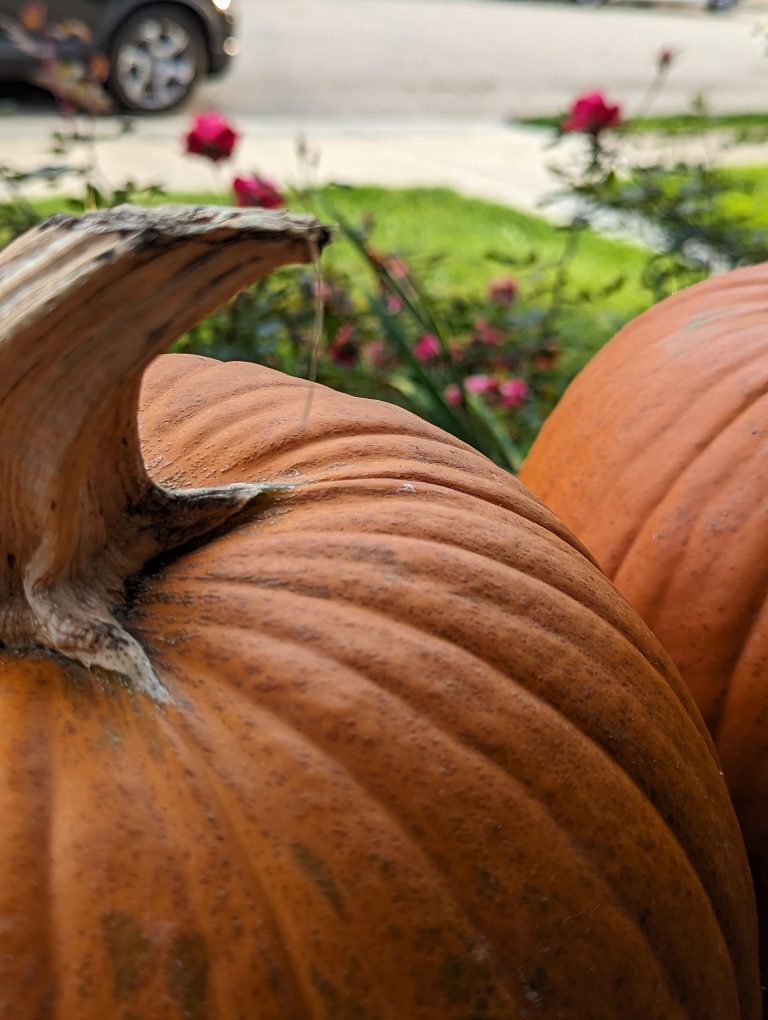 Super close up of two very orange pumpkins.