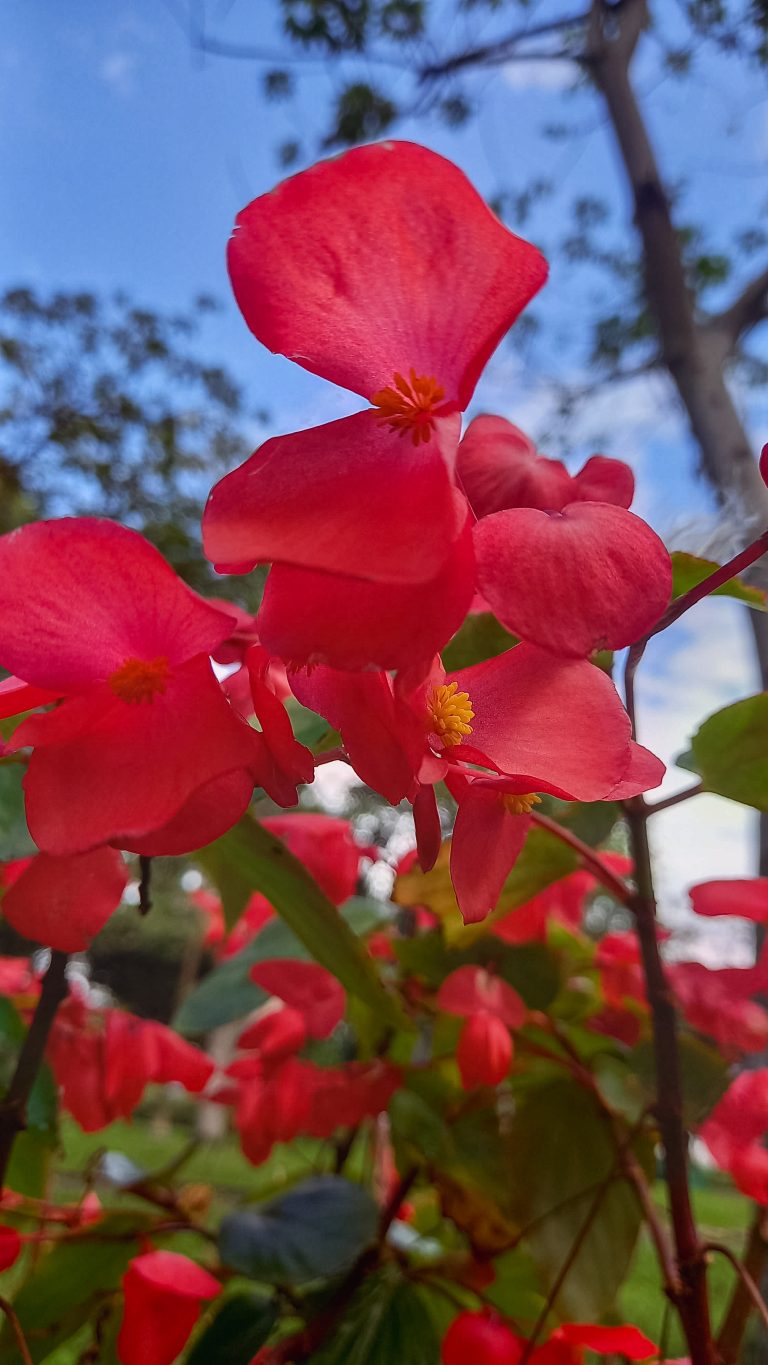 Flores rojas en contra picado y cielo al fondo