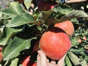 picking an apple