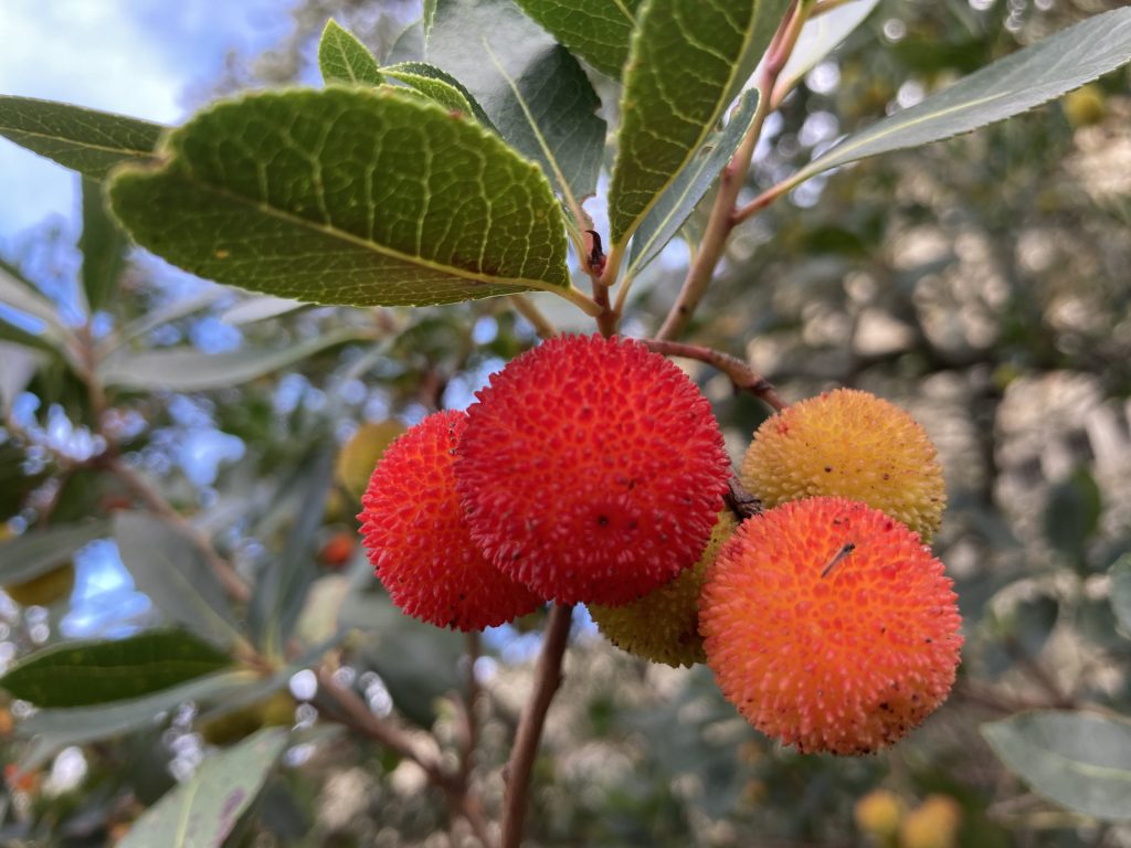 Arbutus andrachne L. – Red and yellow fuzzy fruit. Greek strawberry tree.