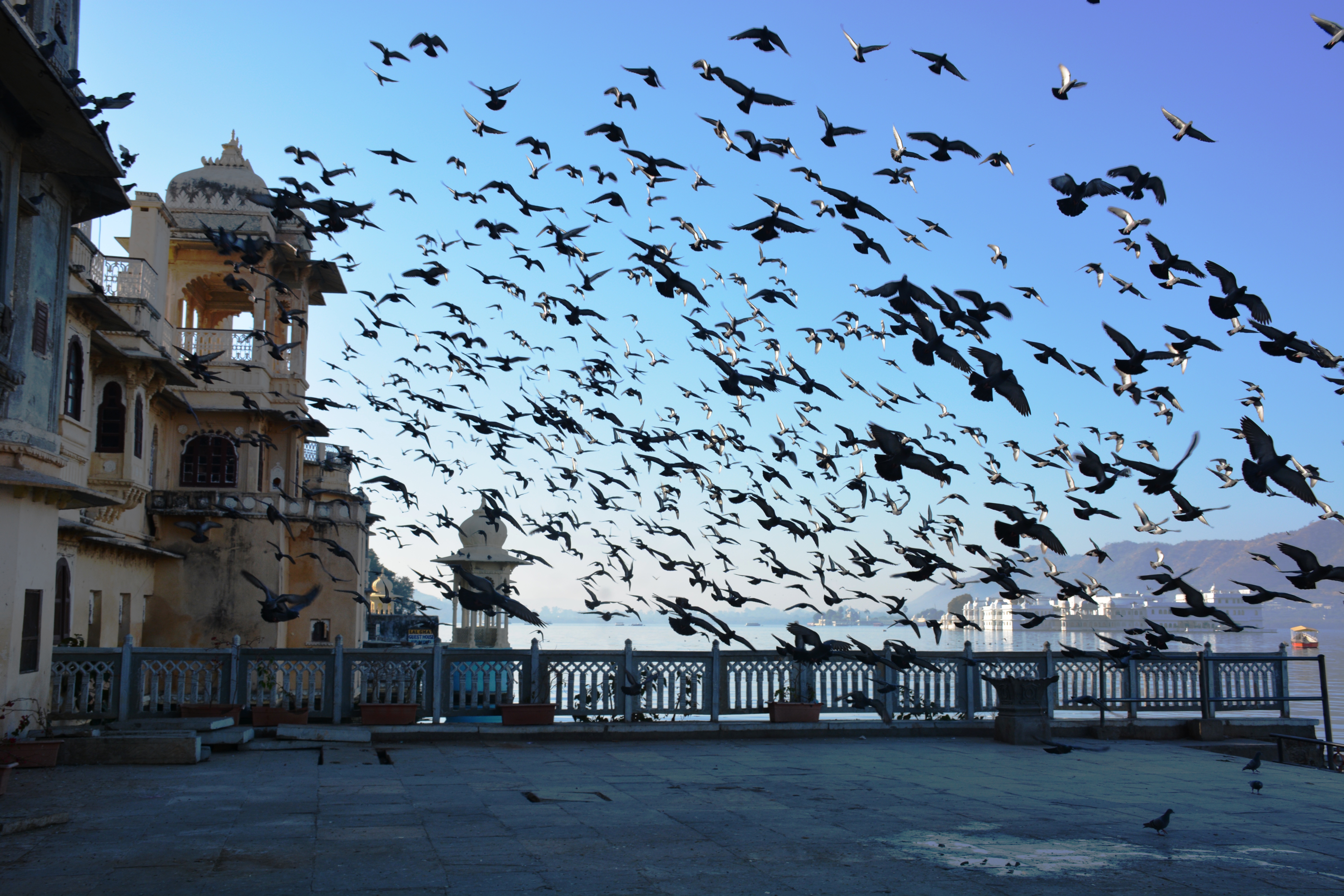 A group of pigeons coming together for food. A morning view from Lake Pichola.