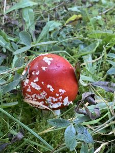 forest mushroom in autumn.
