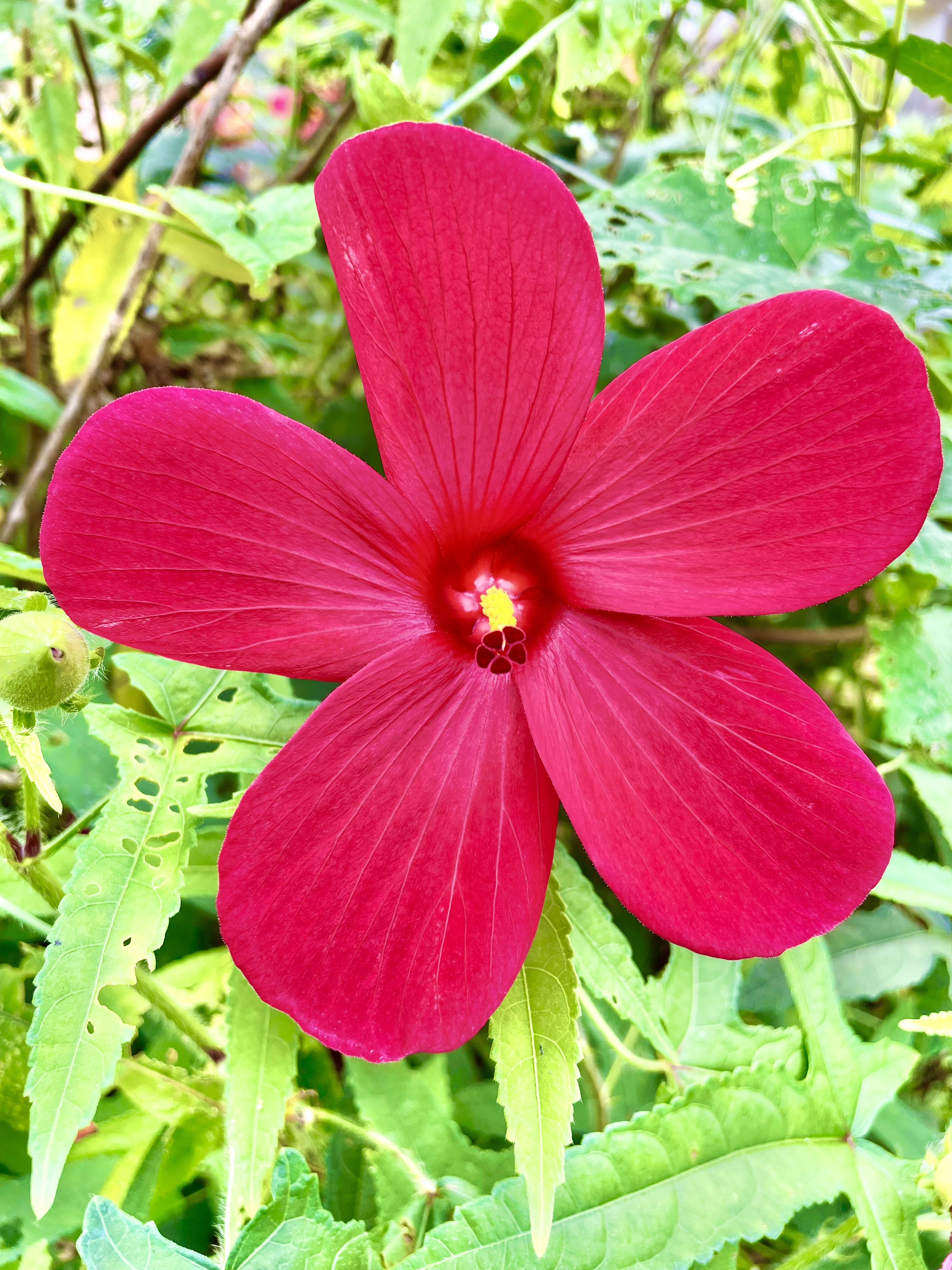 A Hibiscus moscheutos flower.