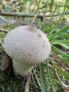 Lycoperdon echinatum – Spiny puffball mushroom in the forest near Lugo, Galicia, Spain
