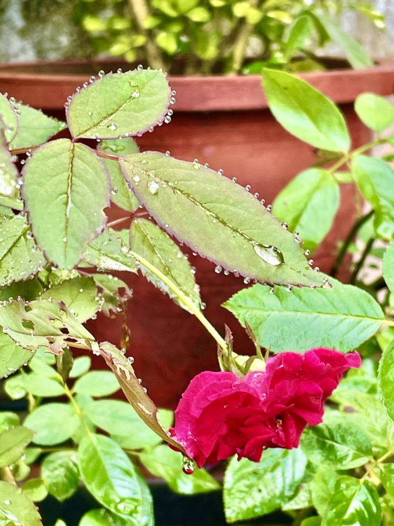 leaves of our garden after a heavy rain.