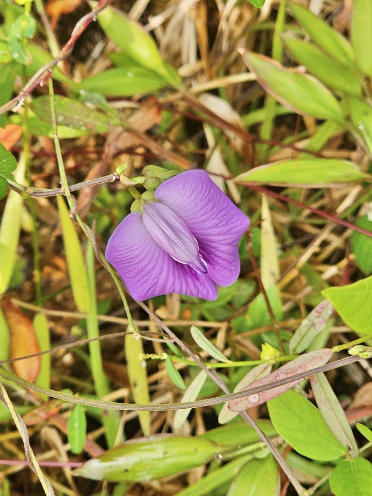 The flower of Centrosema, also known as the butterfly pea.