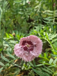 A Pink flower in a green background. 