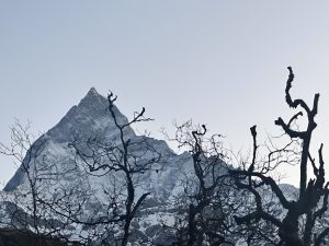 Trees in silhouette against a snow dusted mountain which has a very jagged ridgeline and clearly defined pinnacle. 