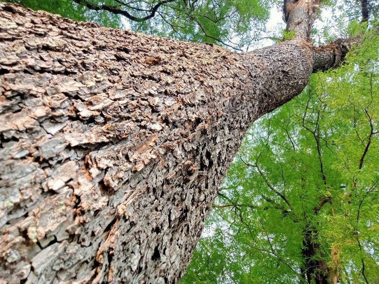 old tree seen from below