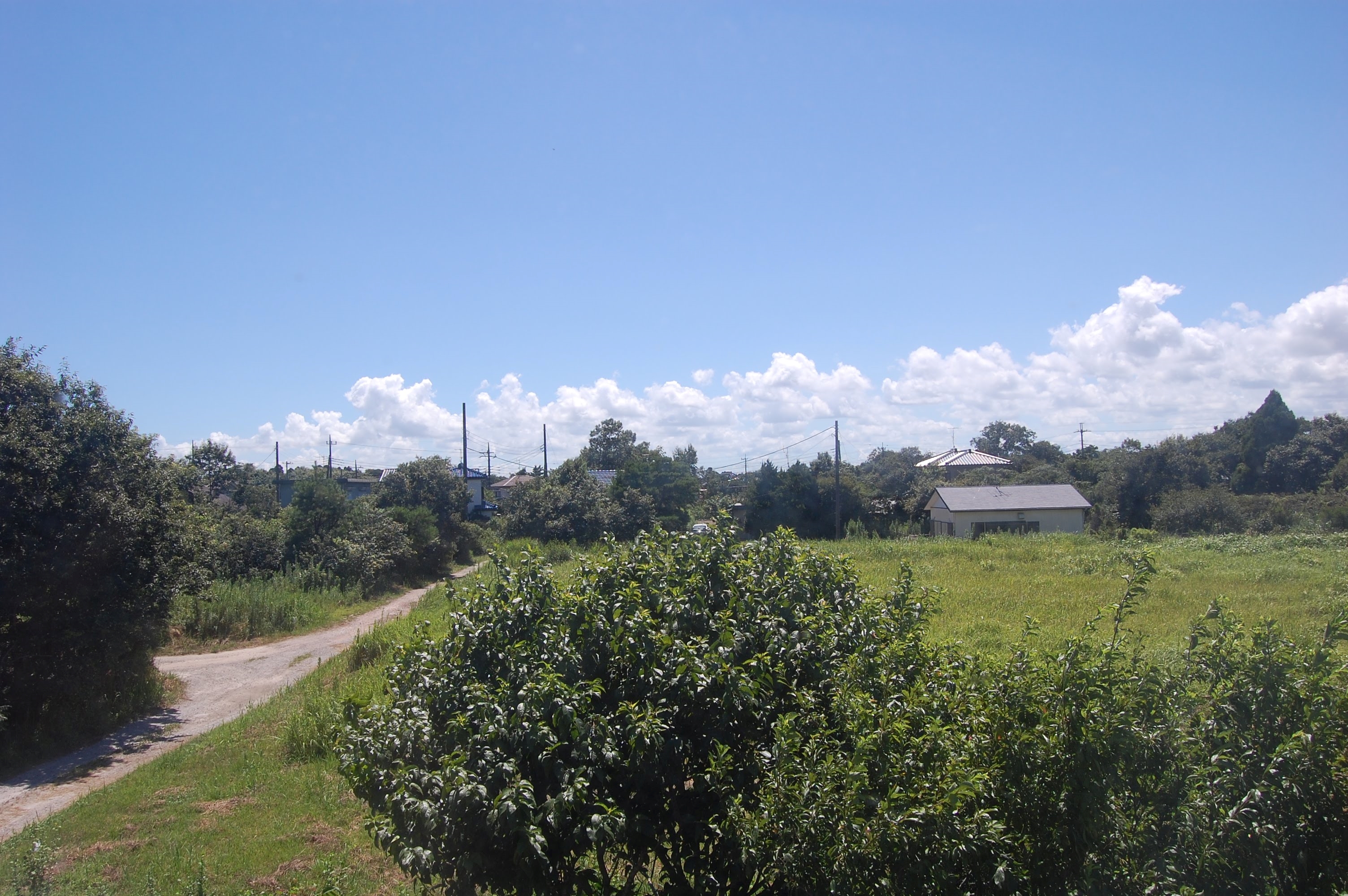 Summer sky